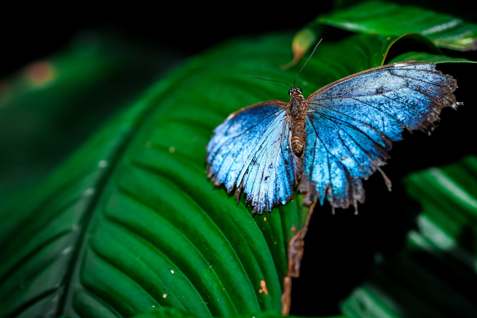 visita butterfly arc nei colli euganei