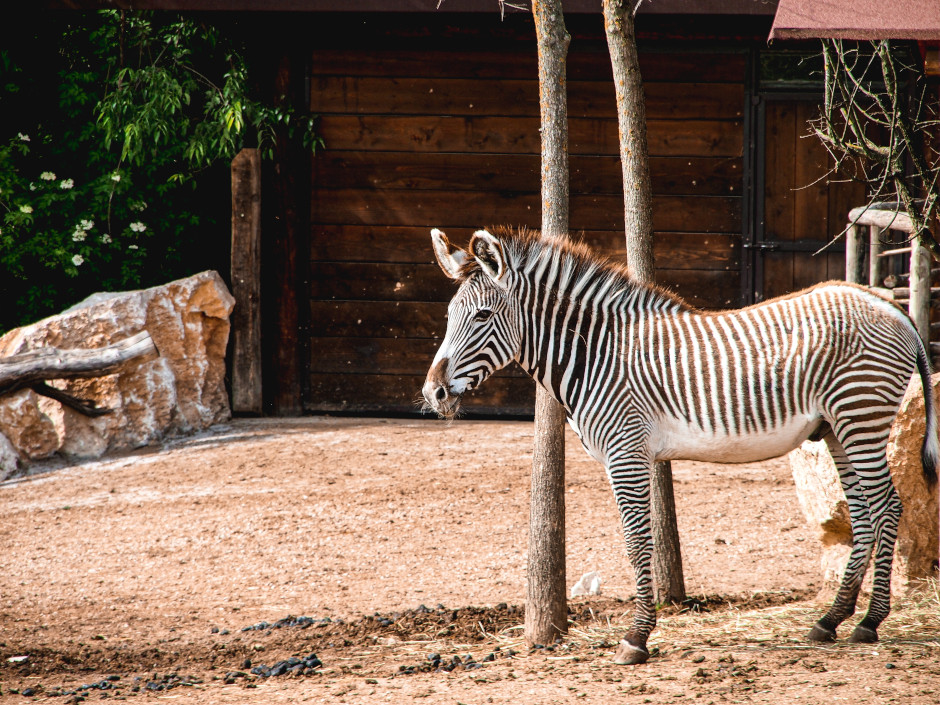 Zoo Safari Verona Orari Apertura Zoo Safari Verona Orari Apertura