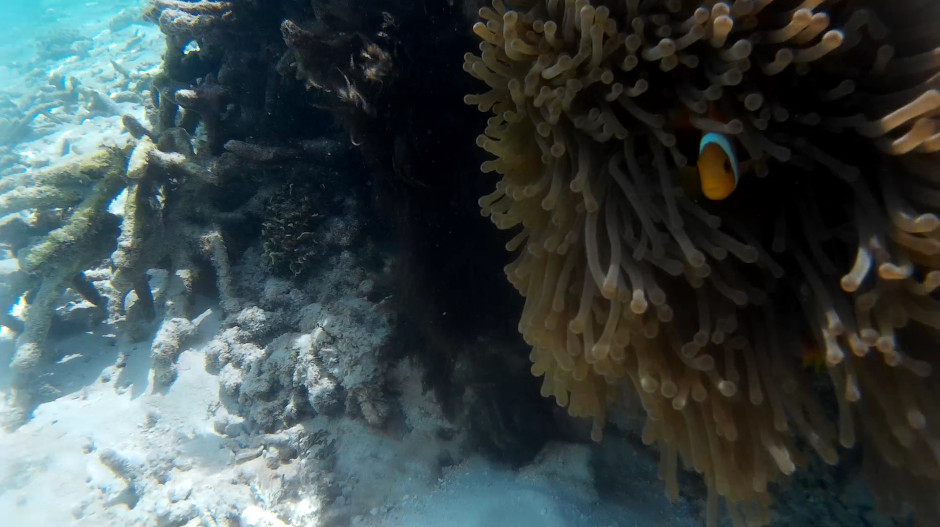 snorkeling maldive pesce pagliaccio