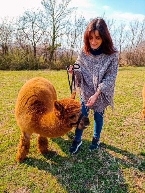 trekking con alpaca a vicenza