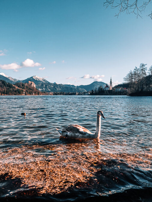 cigni al lago di bled slovenia