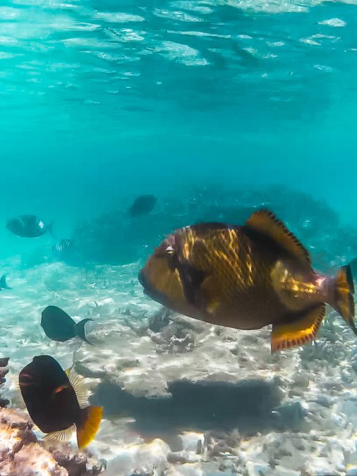 pesci snorkeling maldive
