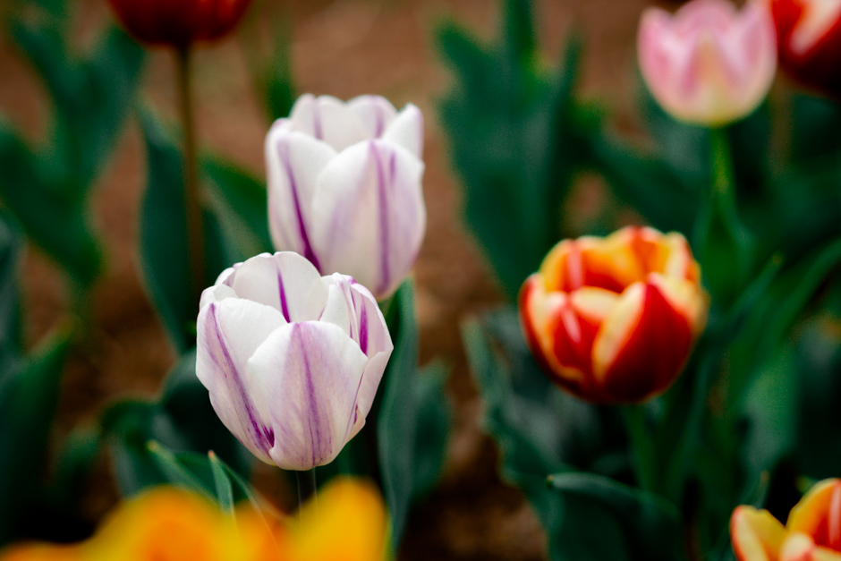 campo di tulipani a vicenza