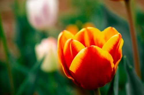 idee weekend vicenza tulipani