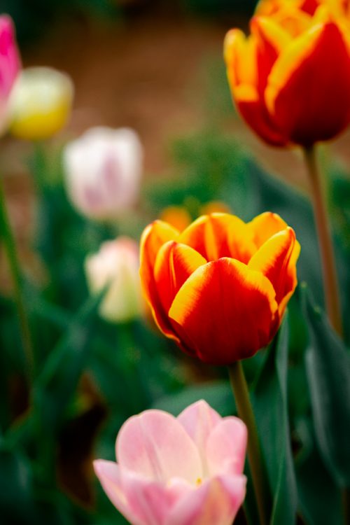 TulipaLand: il primo campo di tulipani u-pick a Vicenza 