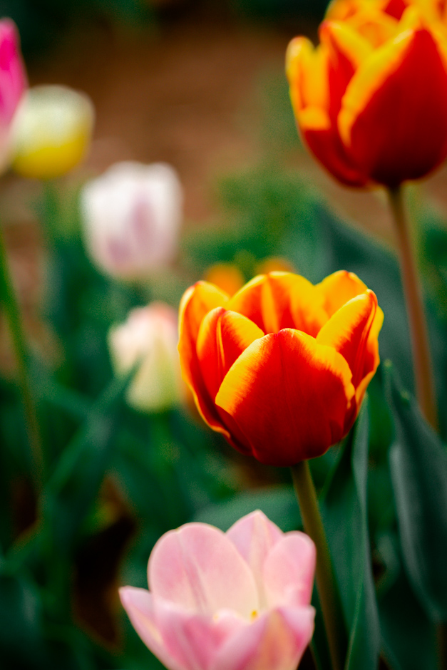 idee weekend vicenza tulipani
