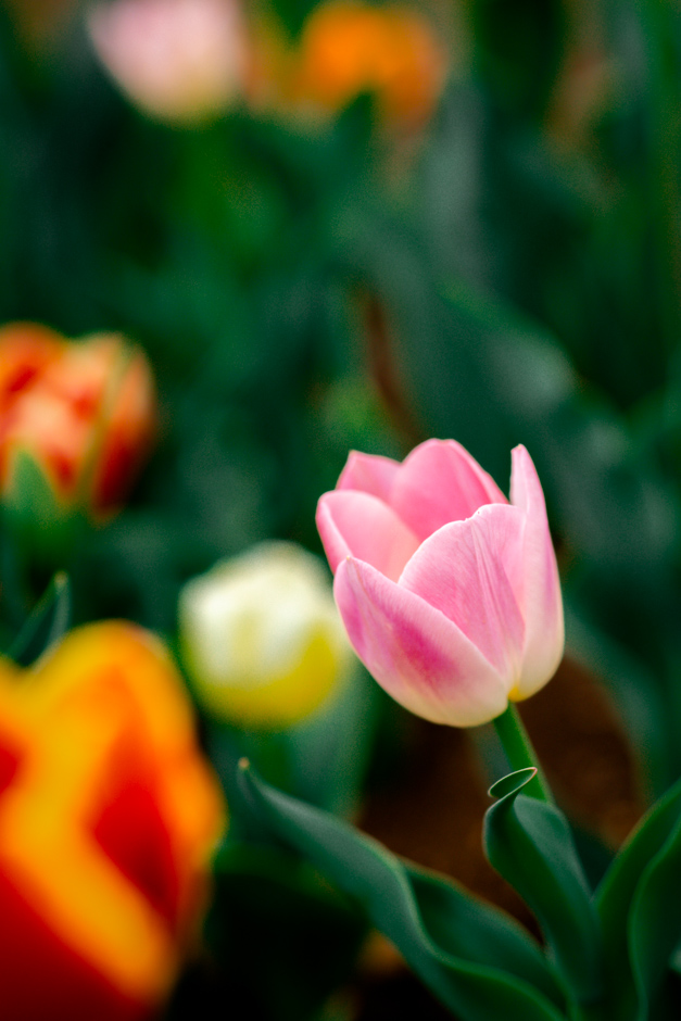 tulipani dynasty tulipaland