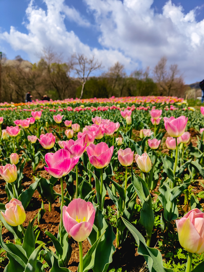 tulipani vicenza tulipaland