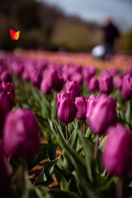 Tulipani Euganei: il campo di tulipani vicino Padova